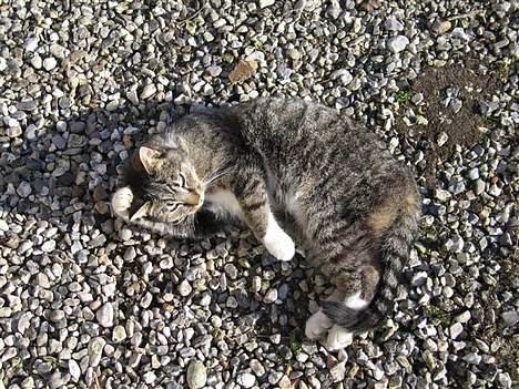 Huskat Muddi *R.I.P* billede 1