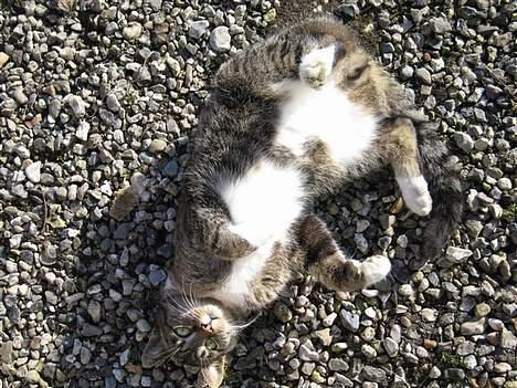 Huskat Muddi *R.I.P* billede 2