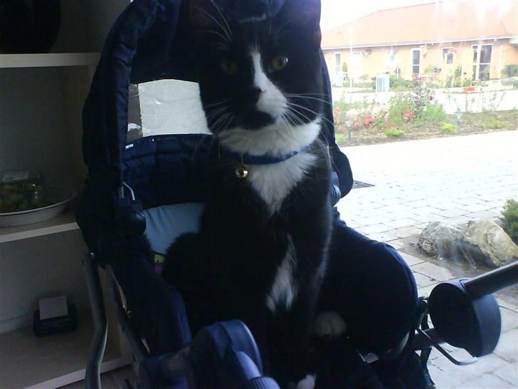 Huskat Garfild billede 1