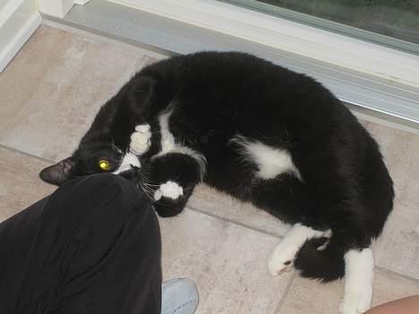 Huskat Garfild billede 2