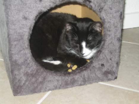 Huskat Garfild billede 3