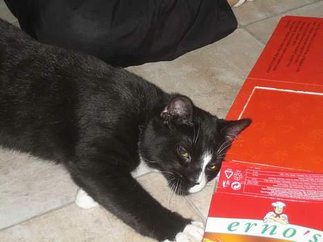 Huskat Garfild billede 4