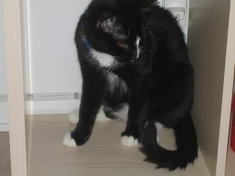 Huskat Garfild billede 5