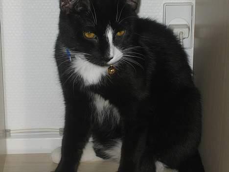 Huskat Garfild billede 6