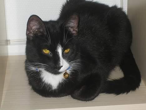 Huskat Garfild billede 7