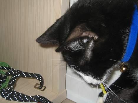 Huskat Garfild billede 8