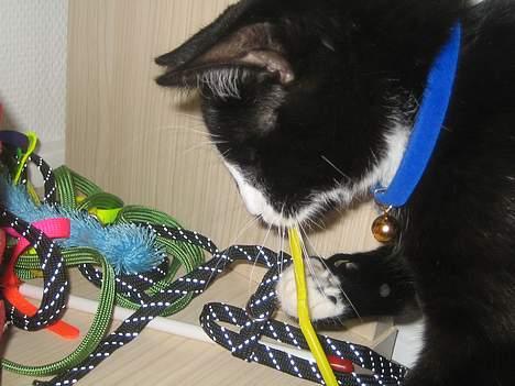 Huskat Garfild billede 10