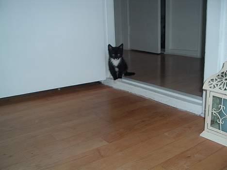 Huskat Boban billede 1