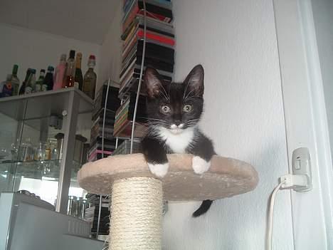 Huskat Boban billede 3