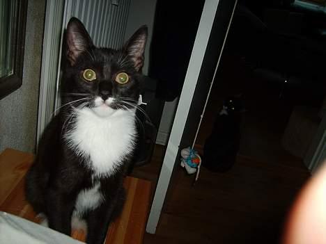 Huskat Boban billede 5