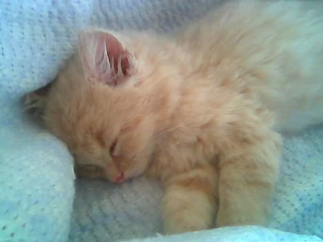 Maine Coon Totte - lille mus, det er taget den dag vi fik ham.  billede 7