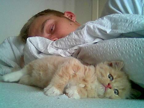 Maine Coon Totte - her putter jeg med min far billede 8