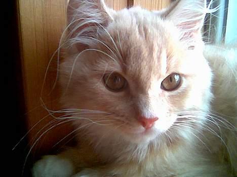 Maine Coon Totte - ca. 6 mdr efter vi fik ham billede 9