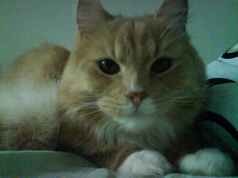 Maine Coon Totte - der slapper han af  sengen. billede 10