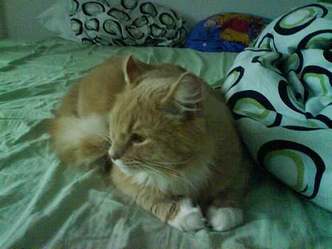 Maine Coon Totte - samme, slapper af i sengen billede 11