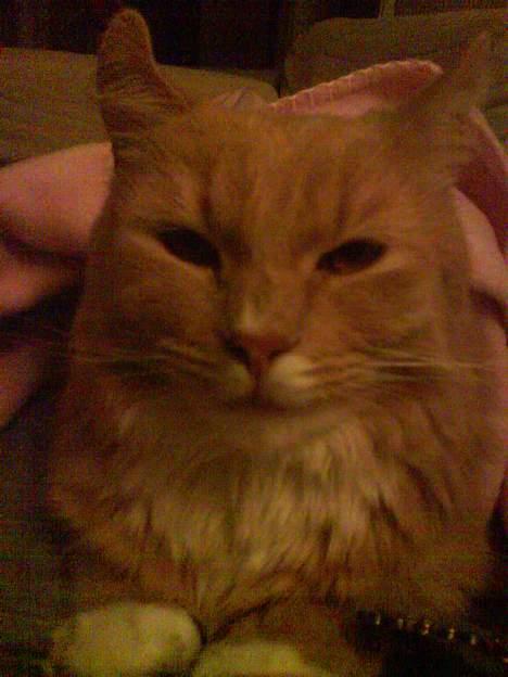 Maine Coon Totte - rå hygge i sofaen billede 12