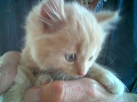 Maine Coon Totte - det er min fars tommeltot han sidder op af, så det sir llidt om hvor lille han er billede 13