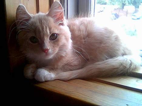 Maine Coon Totte - ca. 6 mdr gammel billede 14