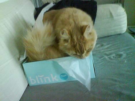 Maine Coon Totte - living in a box billede 15