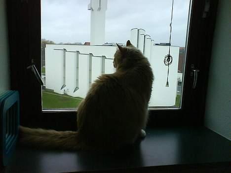 Maine Coon Totte - tykke totte i vinduet.. hihi billede 16