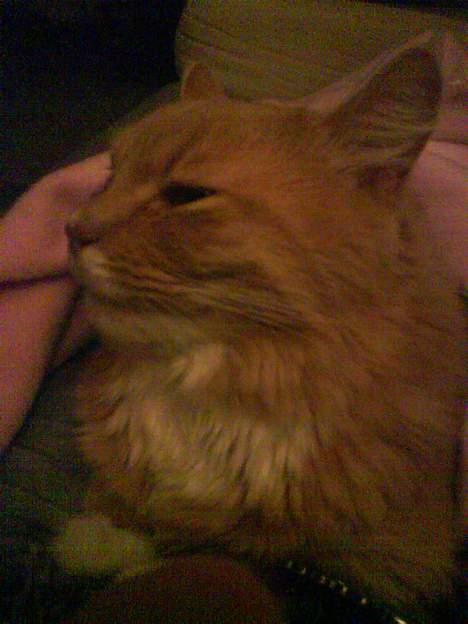 Maine Coon Totte - råhygge i sofaen billede 17