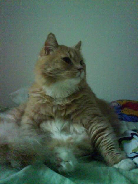 Maine Coon Totte - troner vi lige sengen billede 18