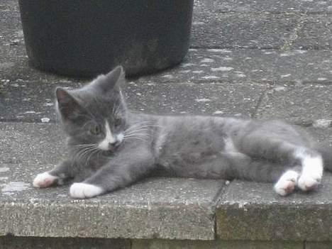 Huskat Calvin billede 1