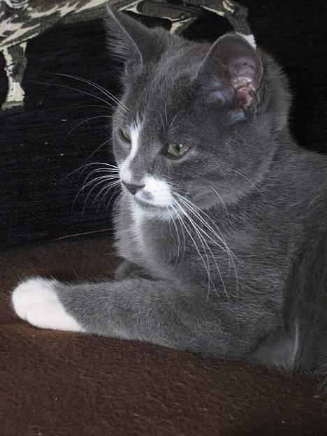 Huskat Calvin billede 2