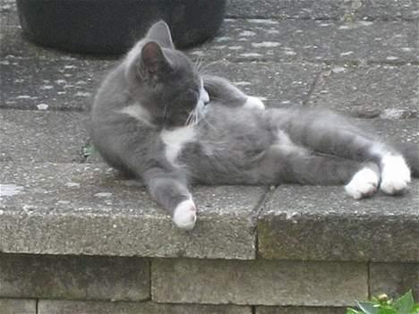 Huskat Calvin billede 3