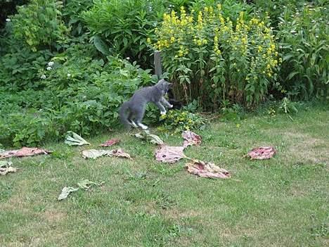 Huskat Calvin billede 4