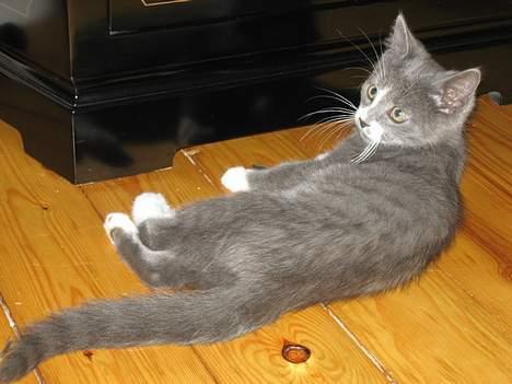 Huskat Calvin billede 5