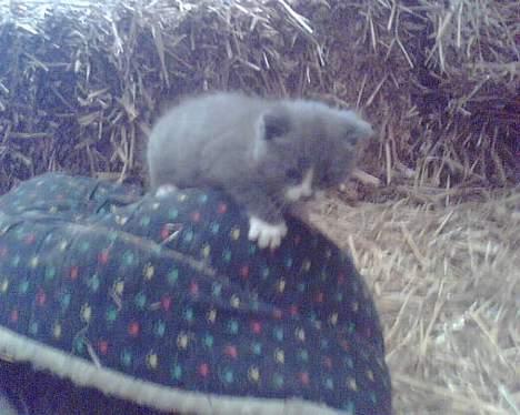 Huskat Calvin billede 6