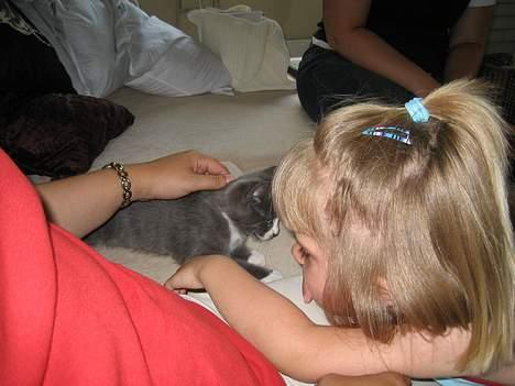 Huskat Calvin billede 7