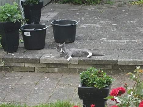 Huskat Calvin billede 8