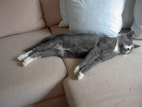 Huskat Calvin billede 9