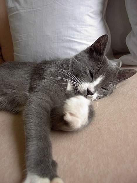 Huskat Calvin billede 10