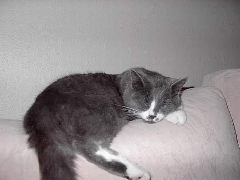 Huskat Calvin billede 11