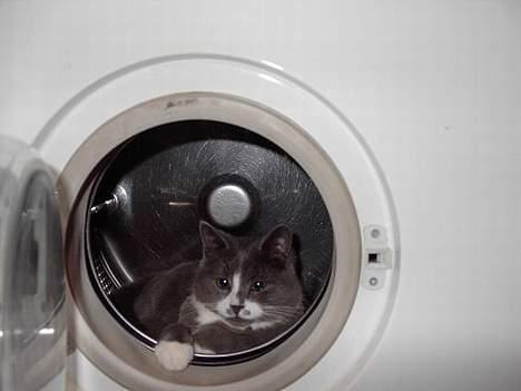 Huskat Calvin billede 12