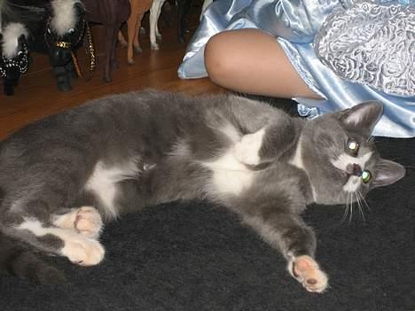 Huskat Calvin billede 13