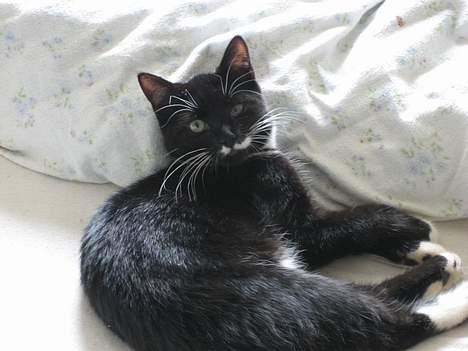 Huskat Gucci billede 1