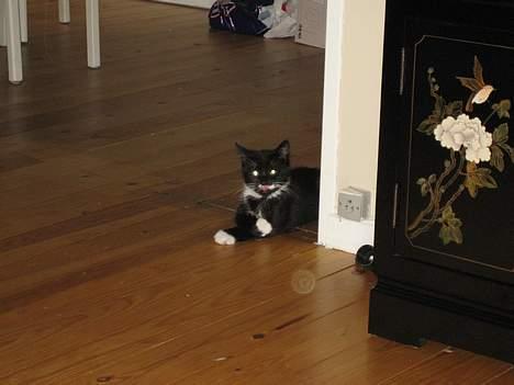 Huskat Gucci billede 2