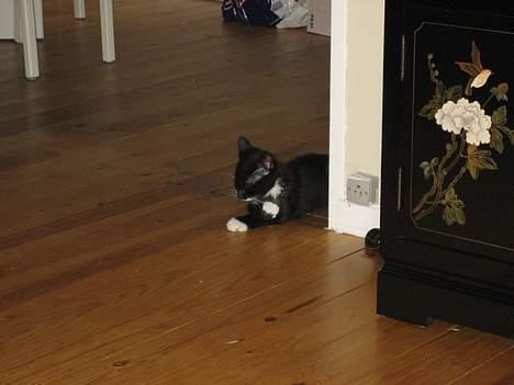 Huskat Gucci billede 3