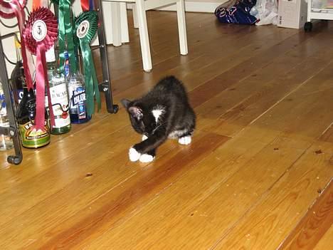 Huskat Gucci billede 4