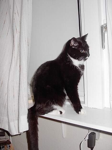 Huskat Gucci billede 5