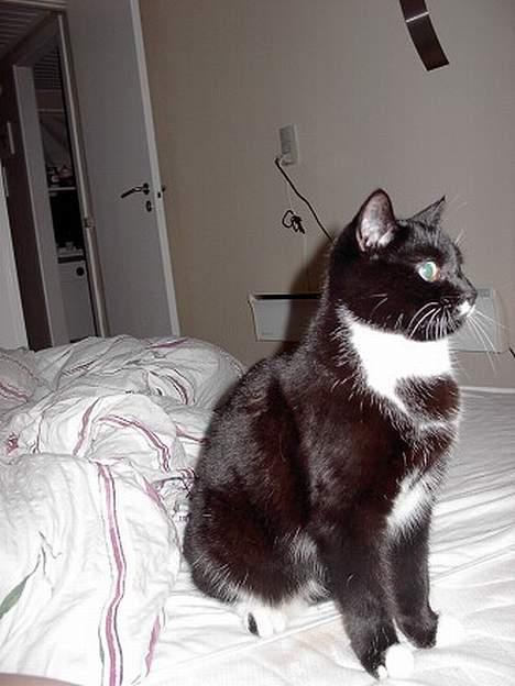 Huskat Gucci billede 6