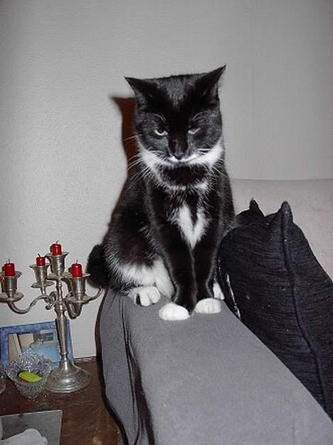 Huskat Gucci billede 7