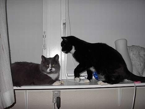 Huskat Gucci billede 9