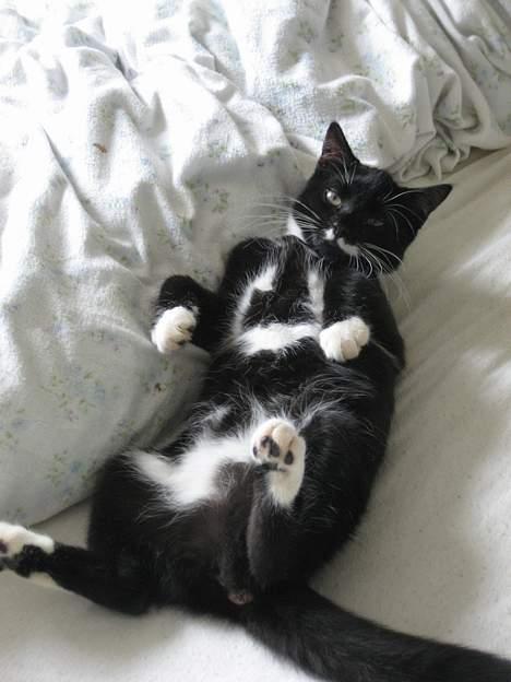 Huskat Gucci billede 11