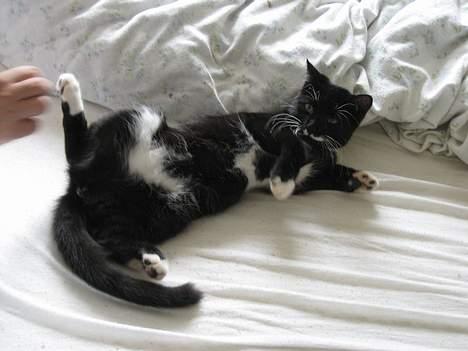 Huskat Gucci billede 12