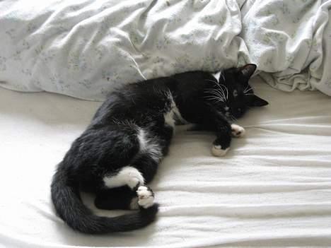 Huskat Gucci billede 13